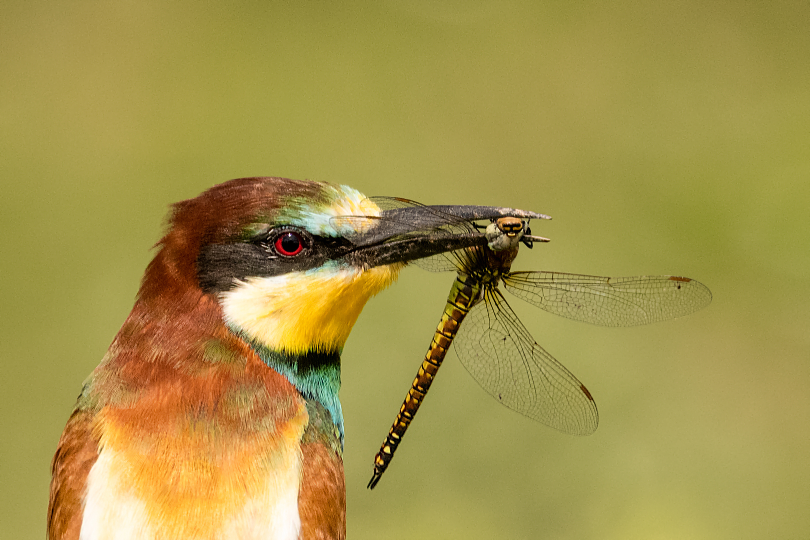 Portrait Bienenfresser