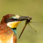 Portrait Bienenfresser