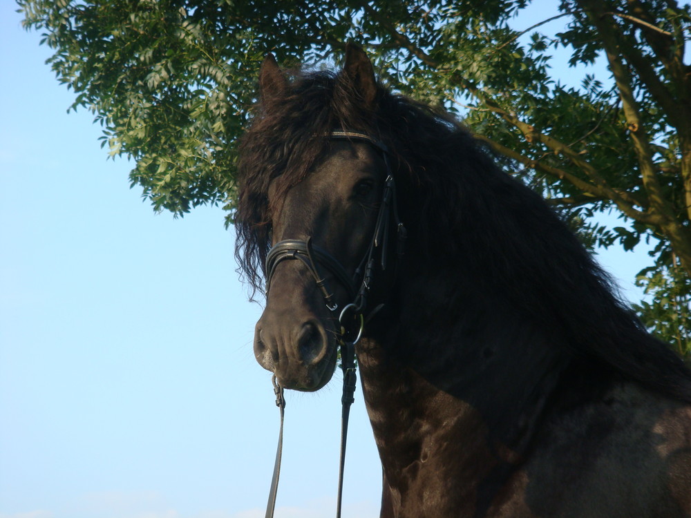 Portrait Bild von Isaak