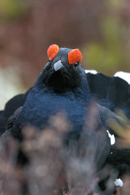 Portrait Birkhahn