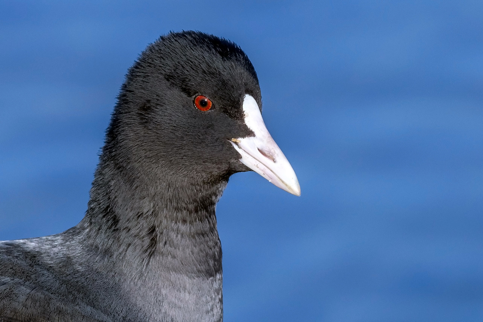 Portrait Blässhuhn