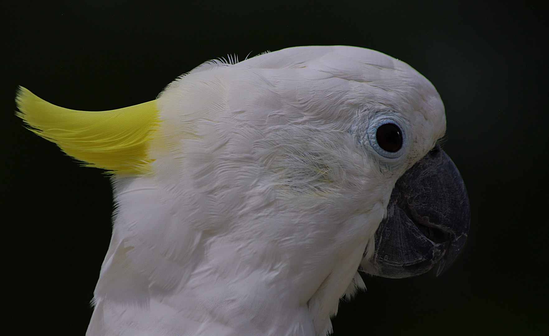 Portrait blanc et jaune (Cacatua galerita, cacatoès à huppe jaune)