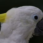 Portrait blanc et jaune (Cacatua galerita, cacatoès à huppe jaune)