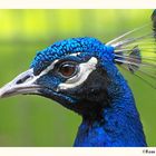 Portrait Blauer Pfau