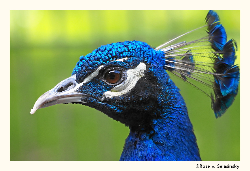 Portrait Blauer Pfau