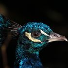 Portrait Blauer Pfau