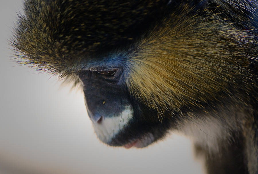 Portrait Blaumaulmeerkatze