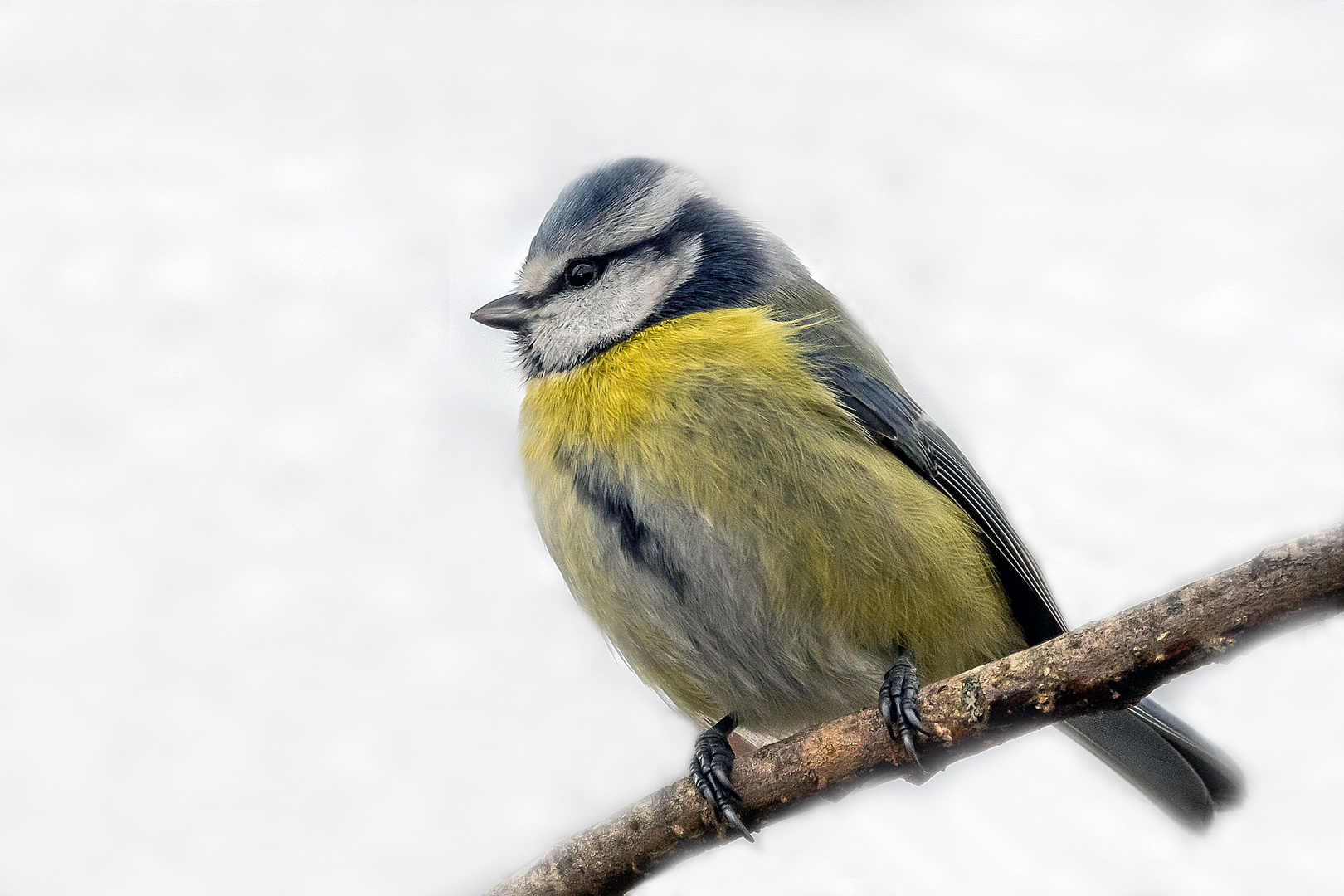 Portrait Blaumeise