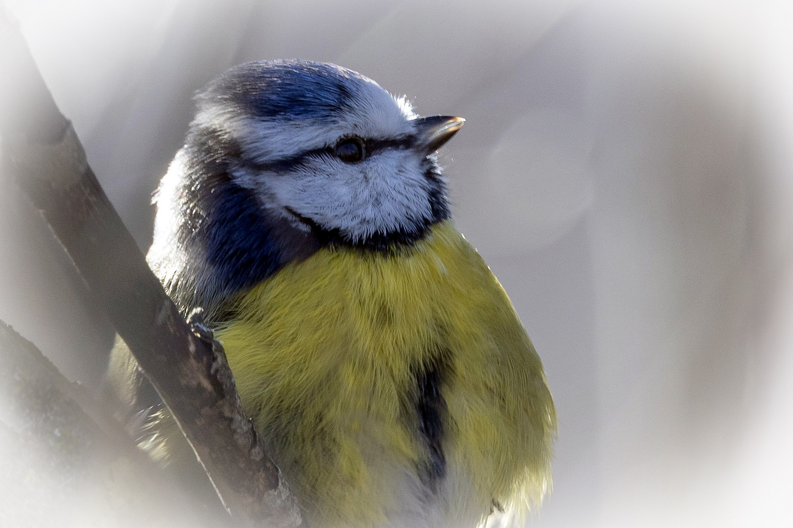 Portrait Blaumeise