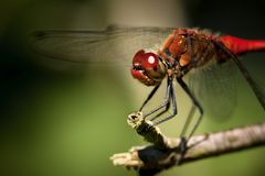 portrait blutrote heidelibelle m.