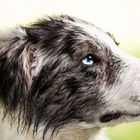 Portrait Border Collie