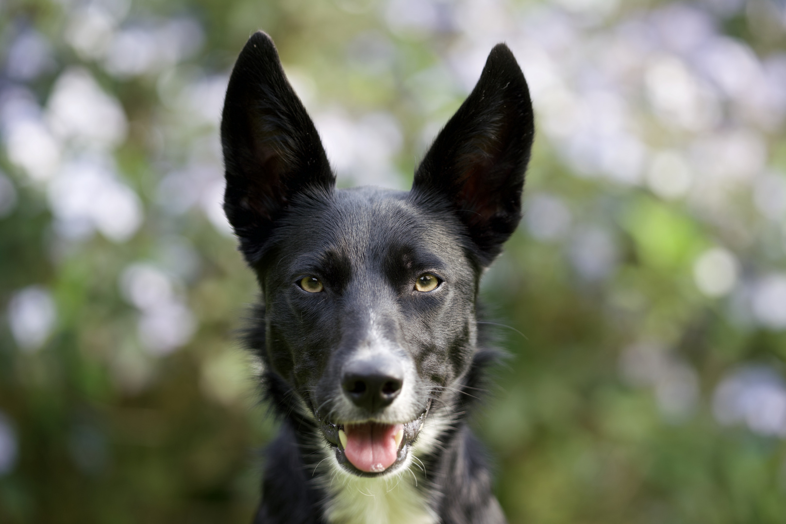 Portrait Border Collie