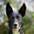 Portrait Border Collie