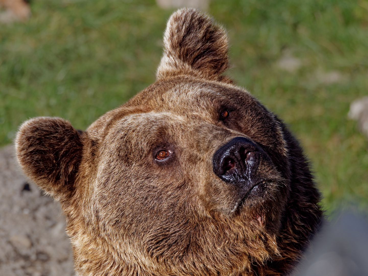 Portrait Braunbär