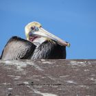 Portrait  -  Brauner Pelikan