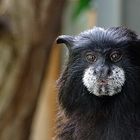 Portrait Braunrücken Tamarin