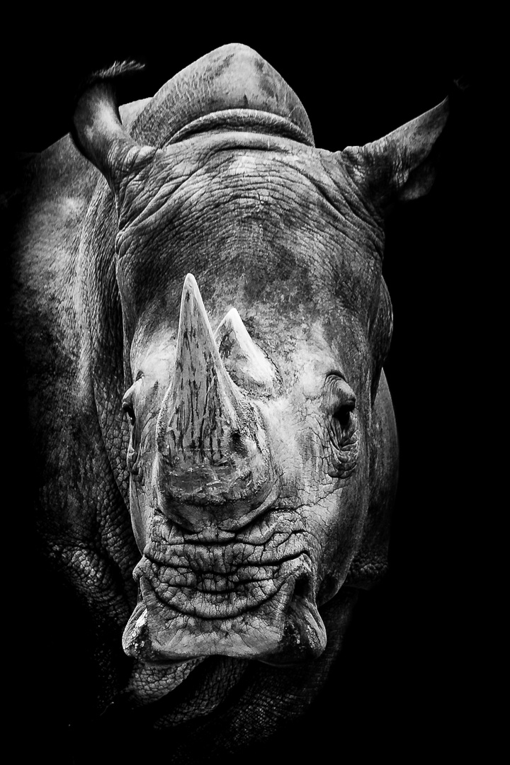 Portrait - Breitmaulnashorn