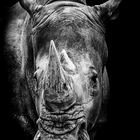 Portrait - Breitmaulnashorn