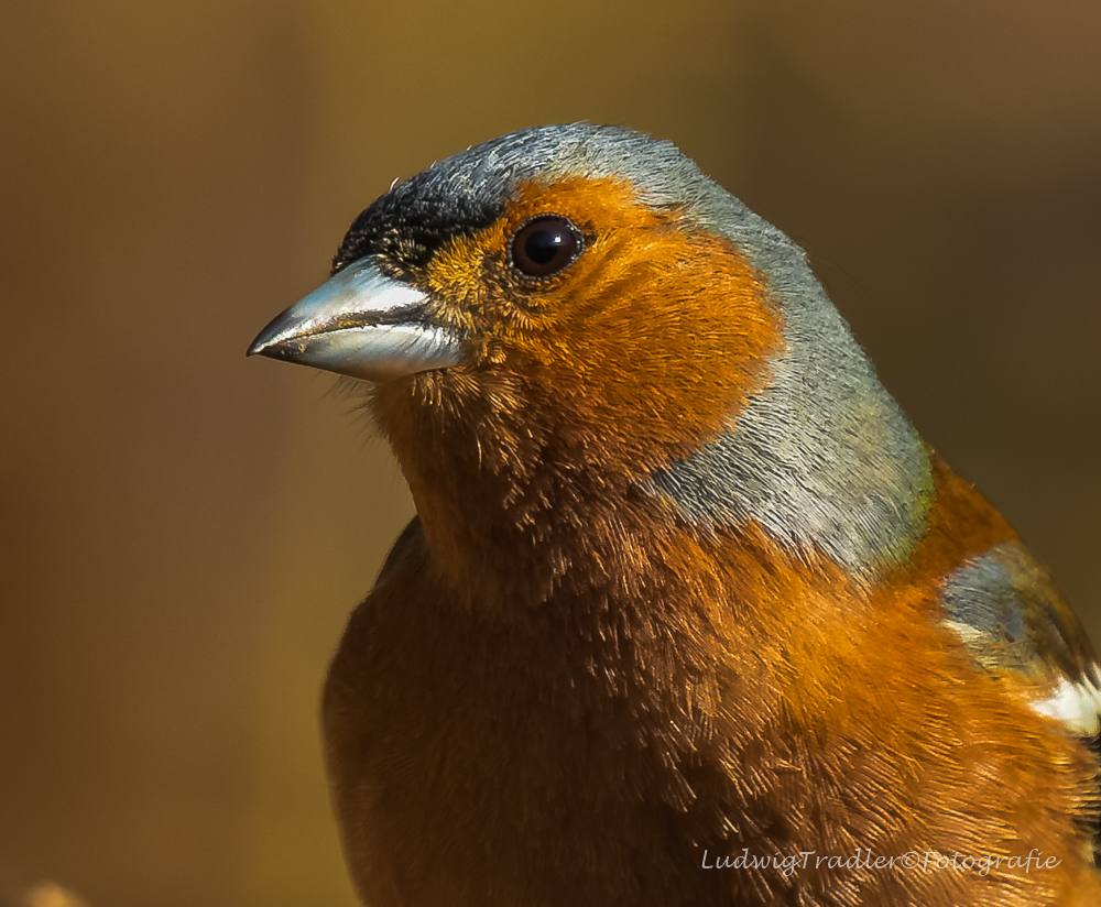 Portrait Buchfink