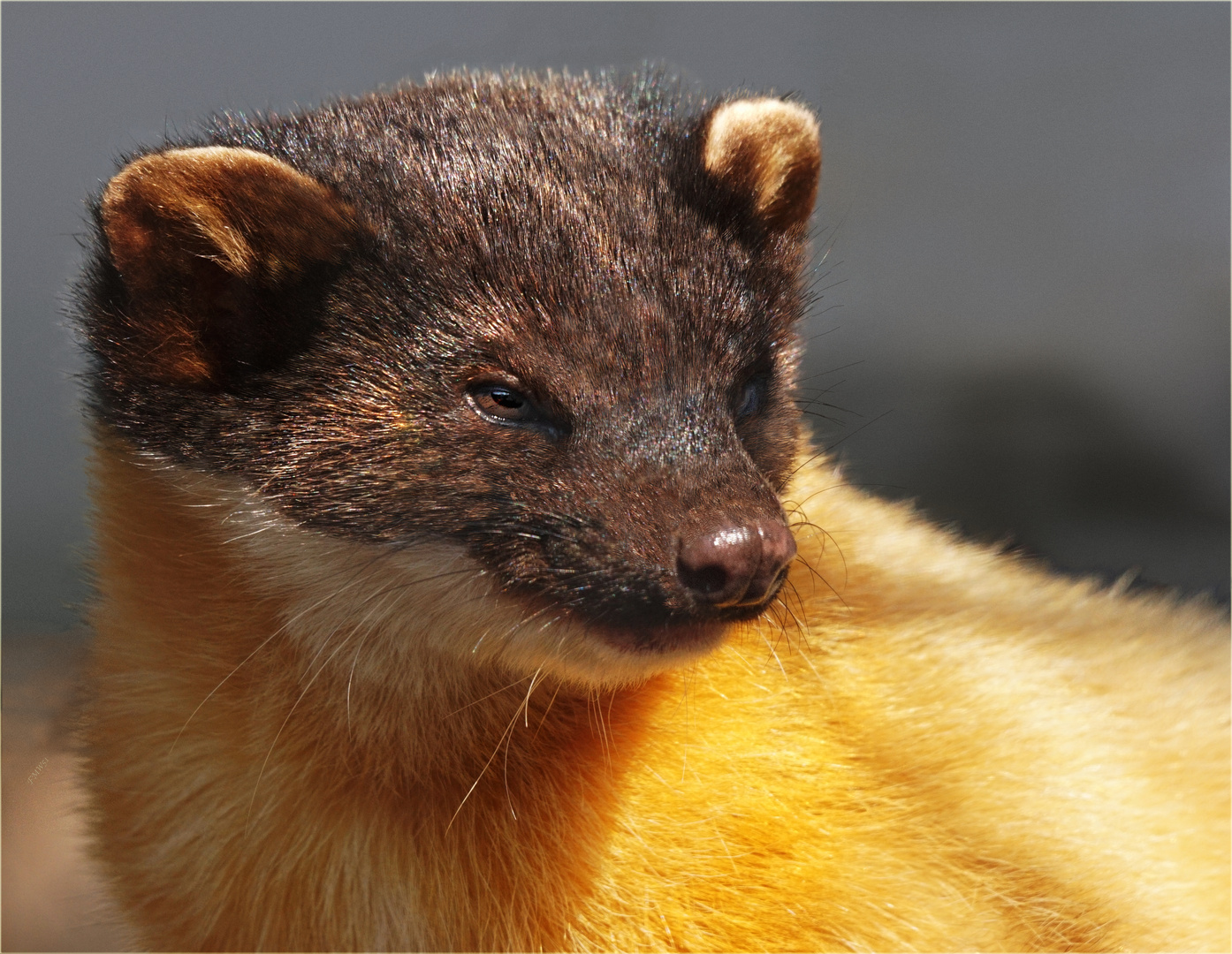 Portrait Buntmarder