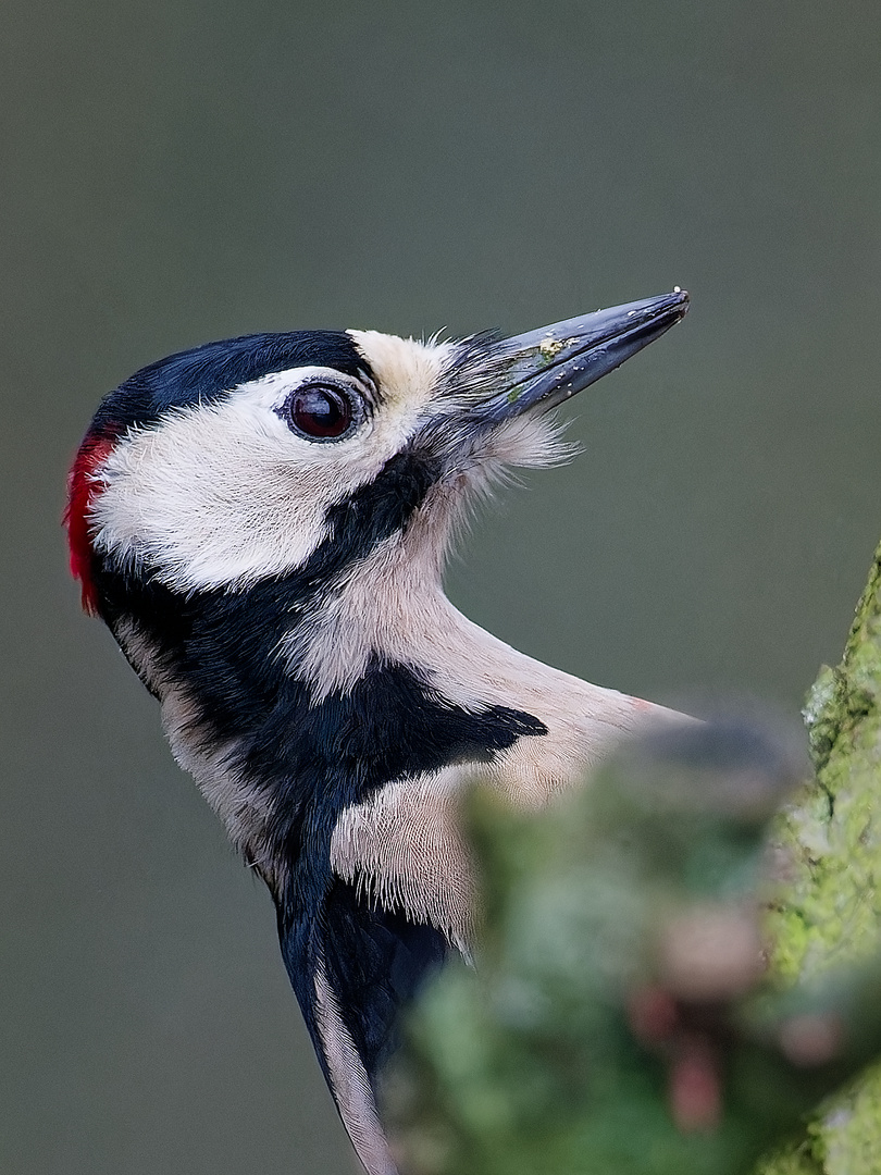 Portrait - Buntspecht