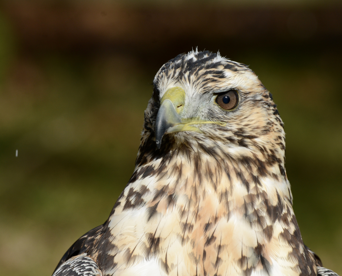 Portrait Bussard