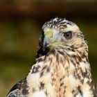 Portrait Bussard