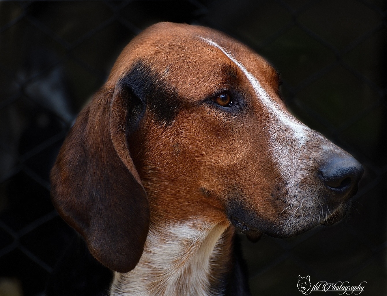 Portrait canin