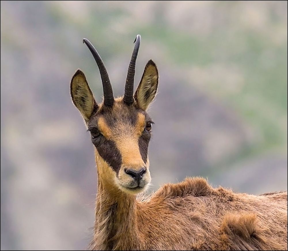 Portrait chamois photo et image animaux, animaux sauvages, refuge de