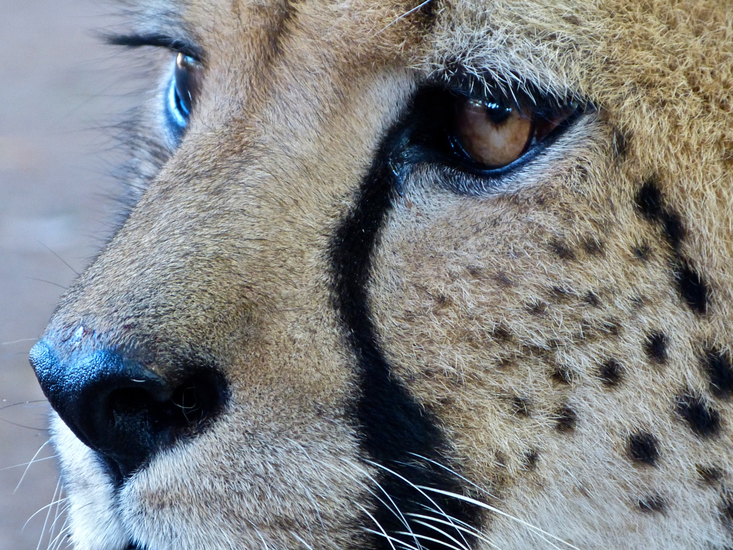 Portrait Cheetah