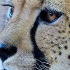 Portrait Cheetah