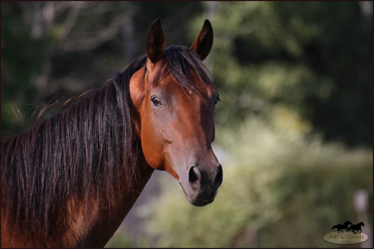 portrait cheval