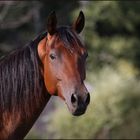 portrait cheval