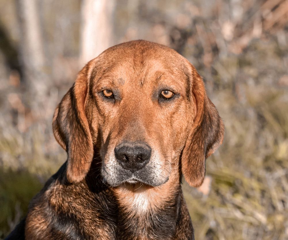 portrait chien a renard 