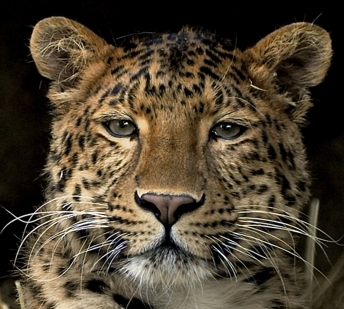 Portrait Chinesicher Leopard