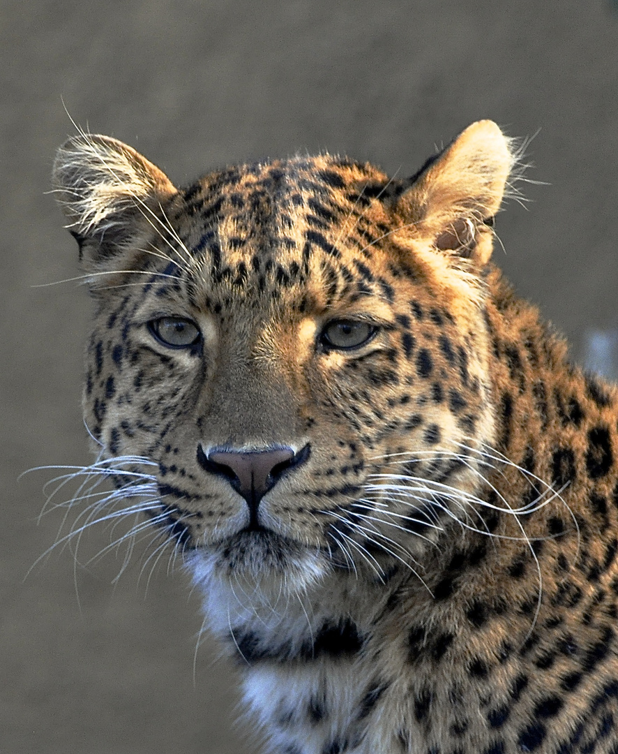 Portrait Chinesicher Leopard