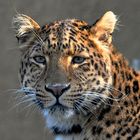 Portrait Chinesicher Leopard