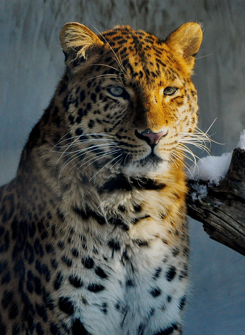 Portrait Chinesischer Leopard