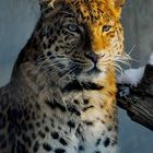 Portrait Chinesischer Leopard