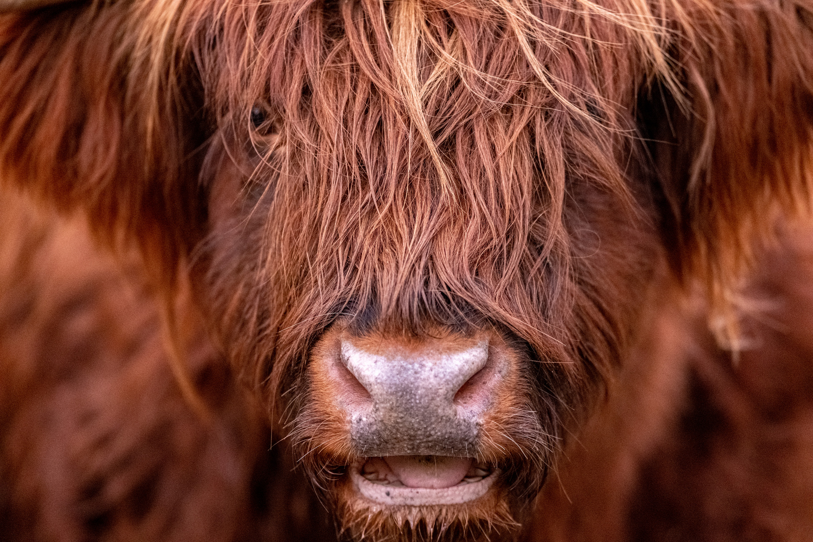 Portrait Close Up eines Schottischen Hochlandrinds