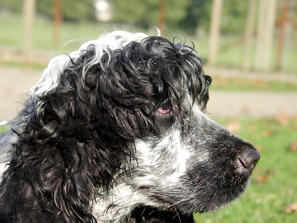 Portrait Cocker