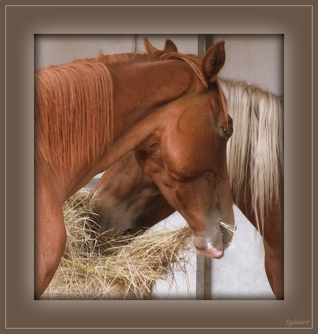 Portrait croisé