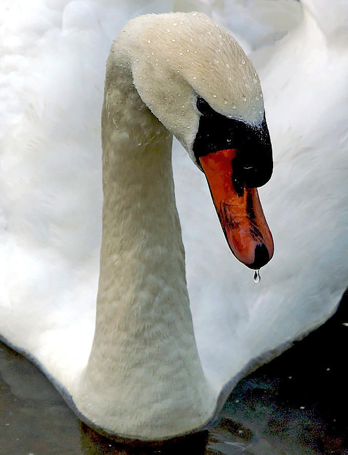 Portrait "cygné"