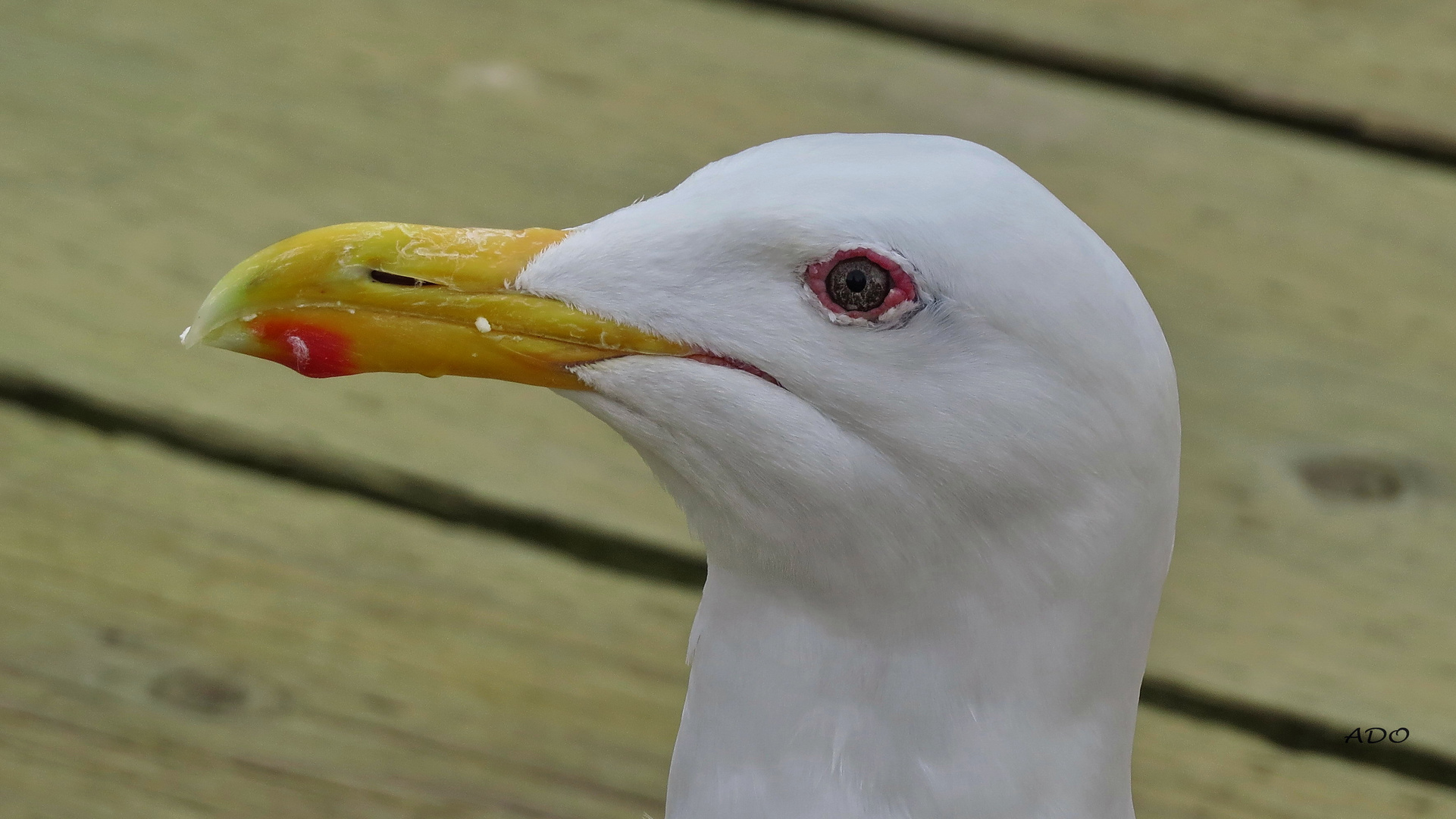 portrait d' une mouette