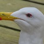 portrait d' une mouette