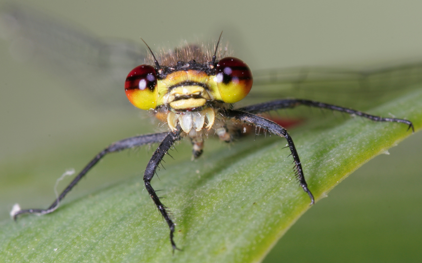 portrait d'Agrion