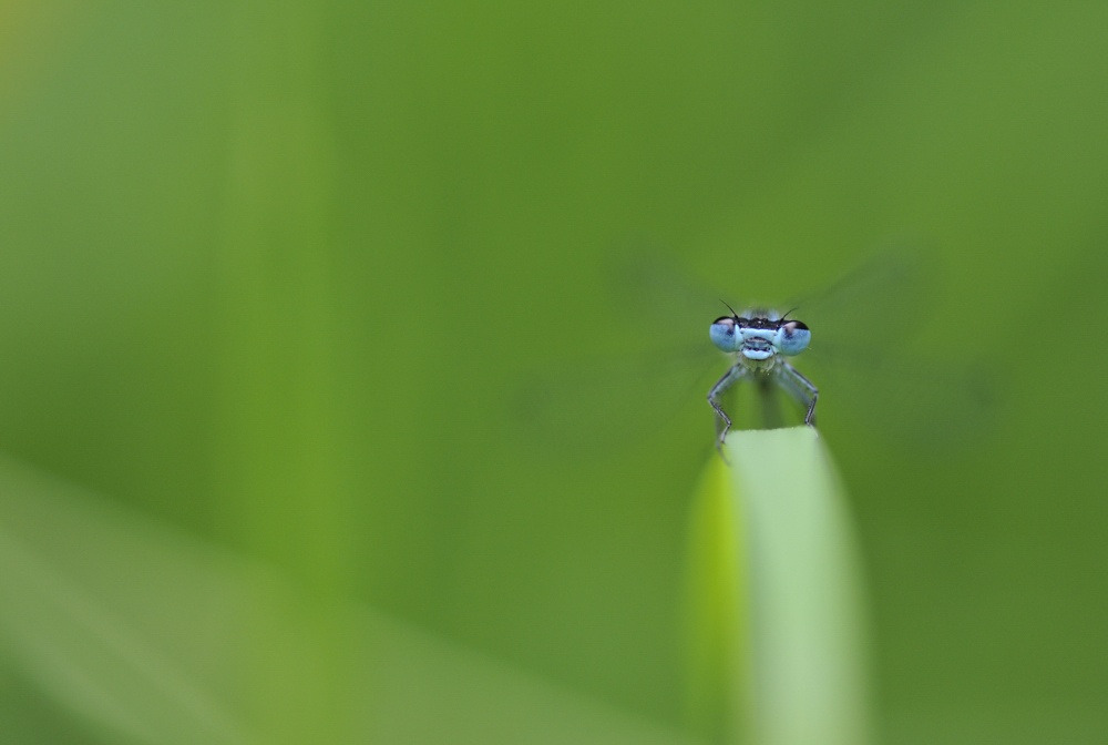 Portrait d'agrion