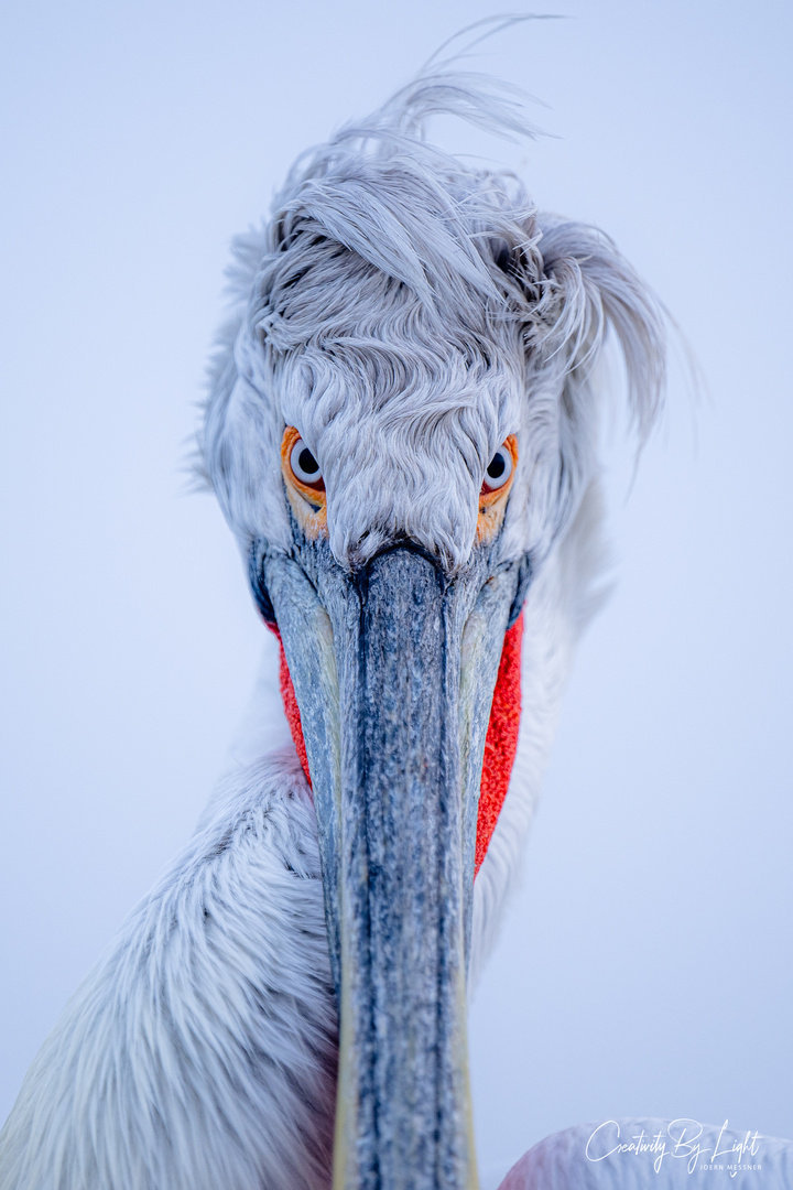 Portrait - Dalmatian Pelican