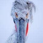 Portrait - Dalmatian Pelican