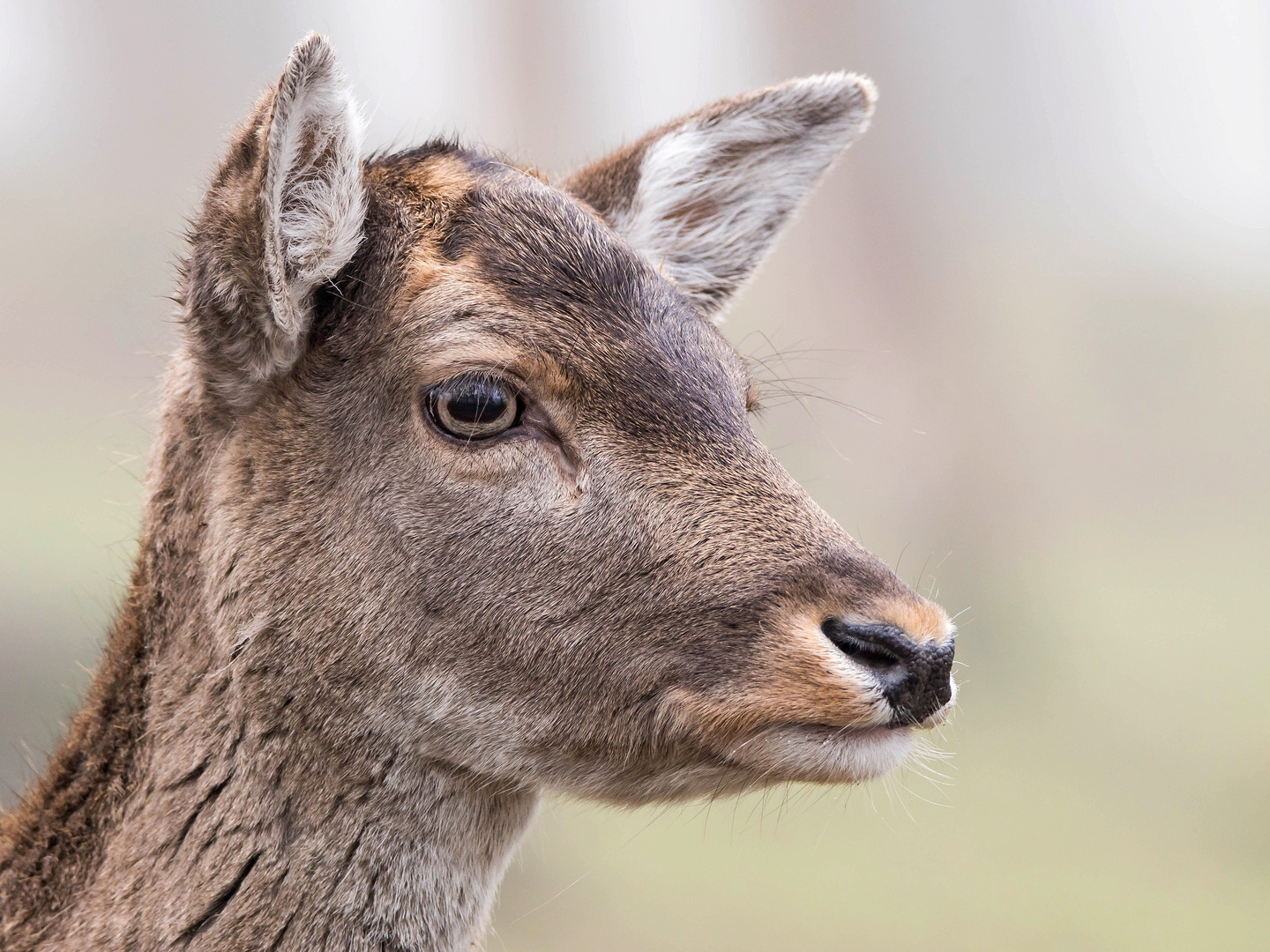 Portrait Damwild 